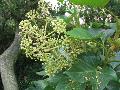 Fatshedera, Tree Ivy / x Fatshedera lizei